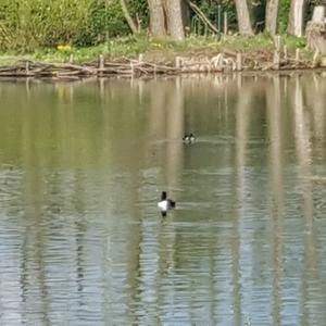 Greater Scaup