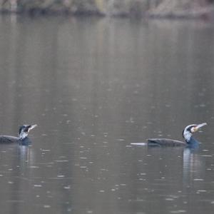 Great Cormorant