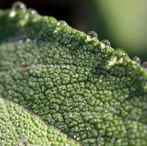 Garden Sage