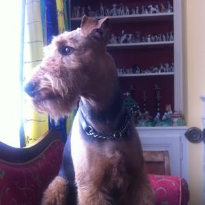 Airedale Terrier