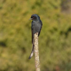 Ashy Drongo