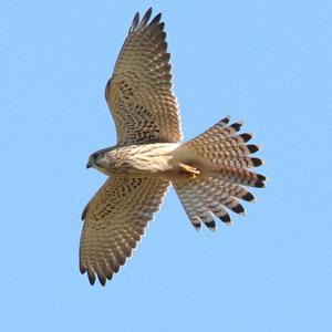 Common Kestrel