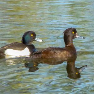 Common Goldeneye