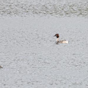 Great Crested Grebe