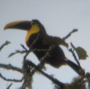 Choco Toucan