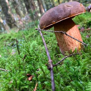 Dotted-stem Bolete