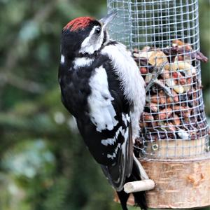 Great Spotted Woodpecker