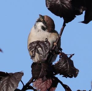 Eurasian Tree Sparrow