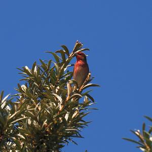 Common Rosefinch