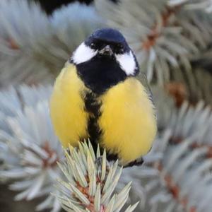 Great Tit