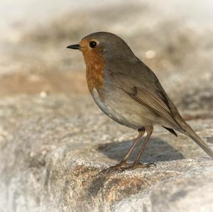 European Robin