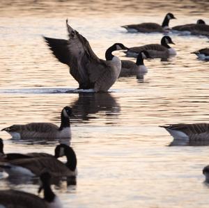 Canada Goose