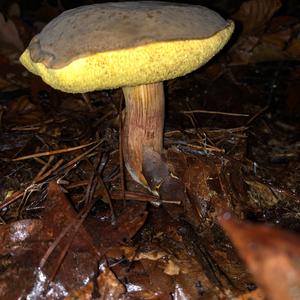 Yellow-cracked Bolete