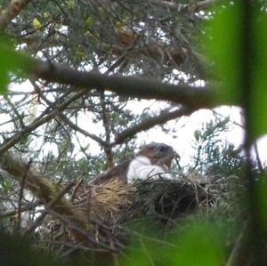 Common Buzzard