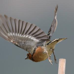 Eurasian Chaffinch