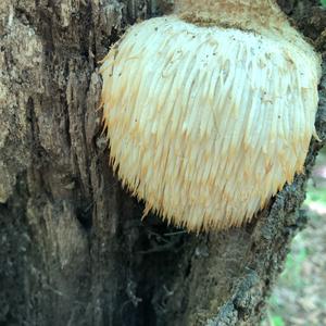 Igel-Stachelbart