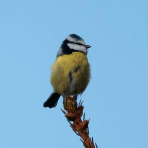 Blue Tit