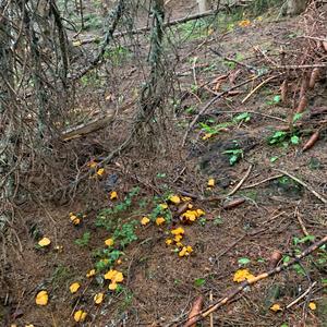 Chanterelle, Common