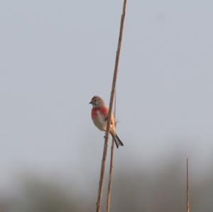 Eurasian Linnet