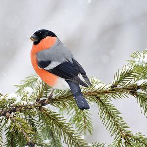 Eurasian Bullfinch