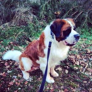 Saint Bernard