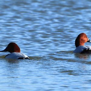 Common Pochard