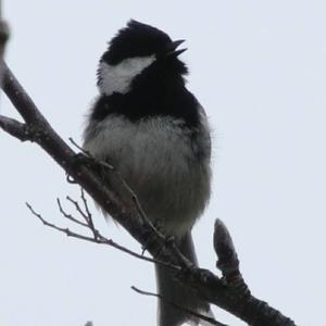 Coal Tit