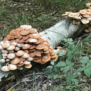 Changing Pholiota