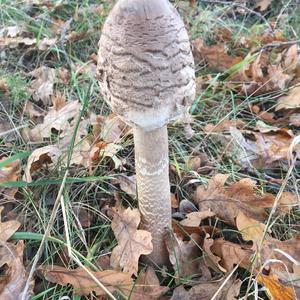 Parasol Mushroom