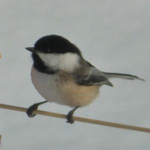 Black-capped Chickadee