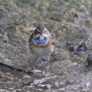 Bluethroat