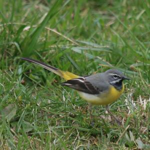 Grey Wagtail