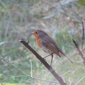 European Robin