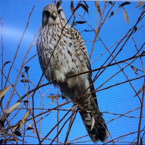 Common Kestrel