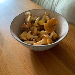 Chanterelle, Common