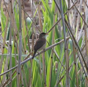 Eurasian Reed-warbler