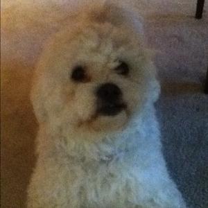 Unknown Breed