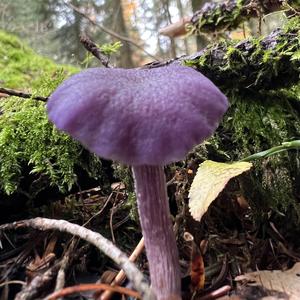 Amethyst Deceiver