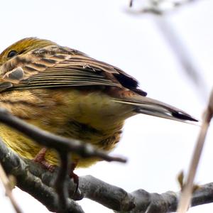 Yellowhammer