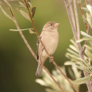 House Sparrow