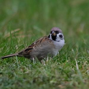 Eurasian Tree Sparrow