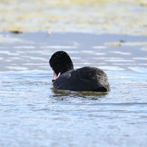 Common Coot