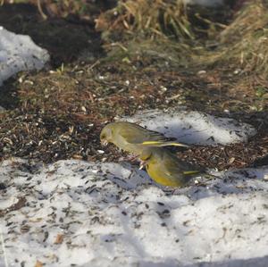 European Greenfinch