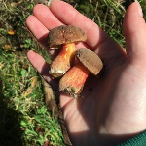 Dotted-stem Bolete