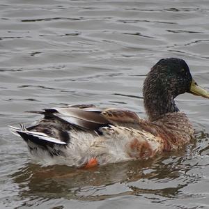 Mallard