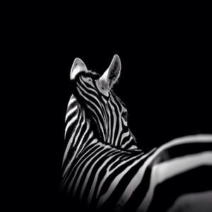 Plains Zebra