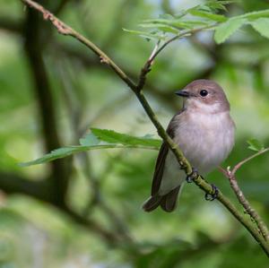 European Pied Flycatcher