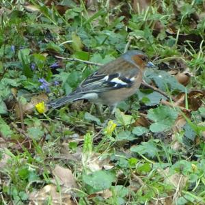 Eurasian Chaffinch