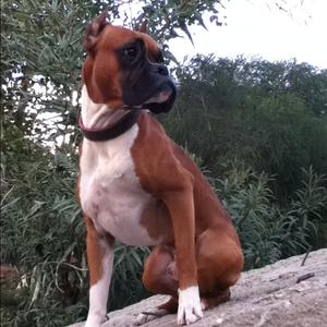 Boxer