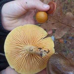 Late Fall Waxy Cap